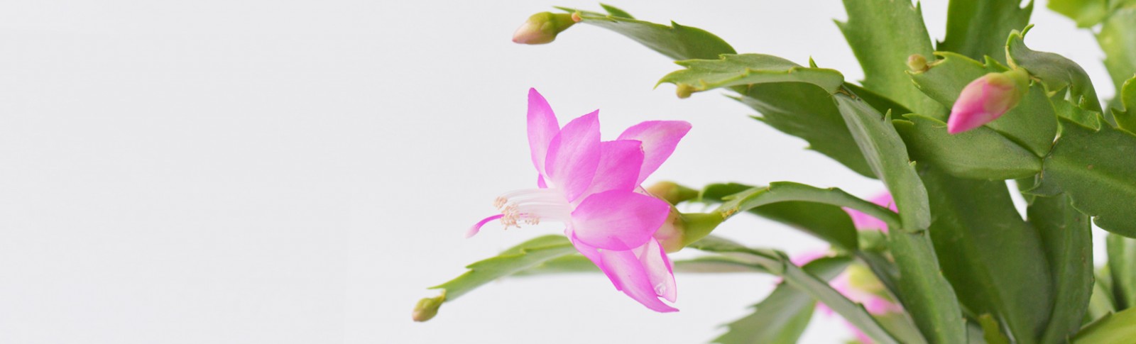 Schlumbergera