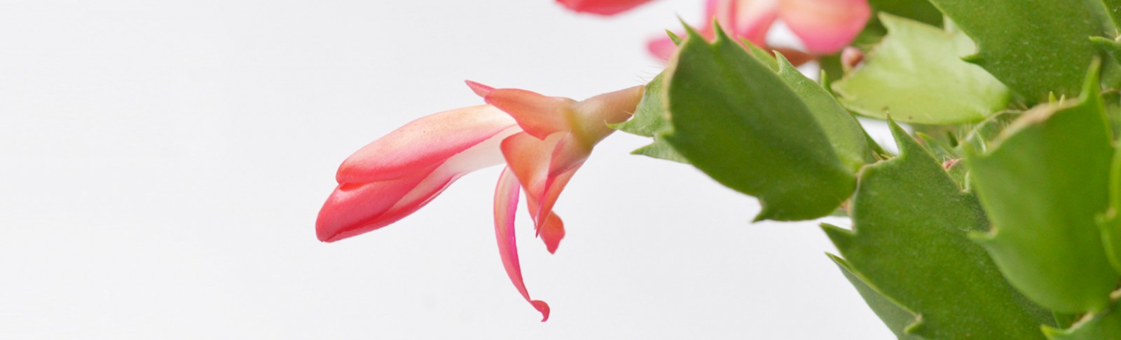 Schlumbergera