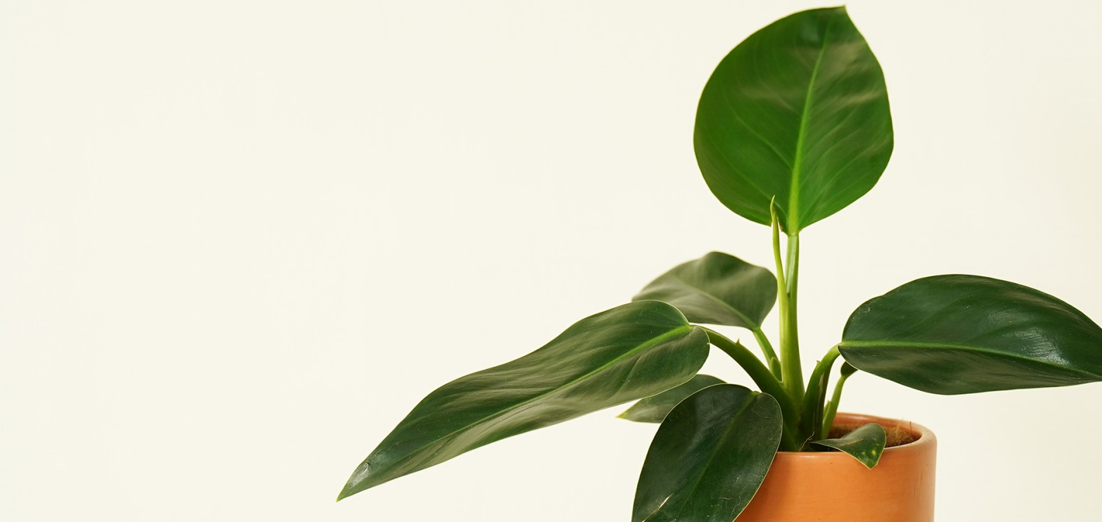 Philodendron