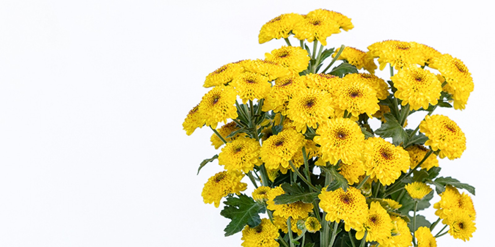 Florini Banner