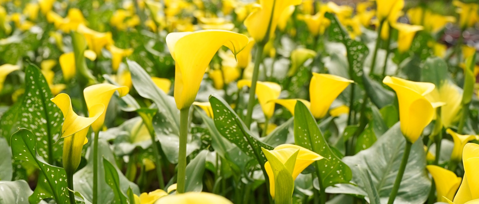 Calla Lily