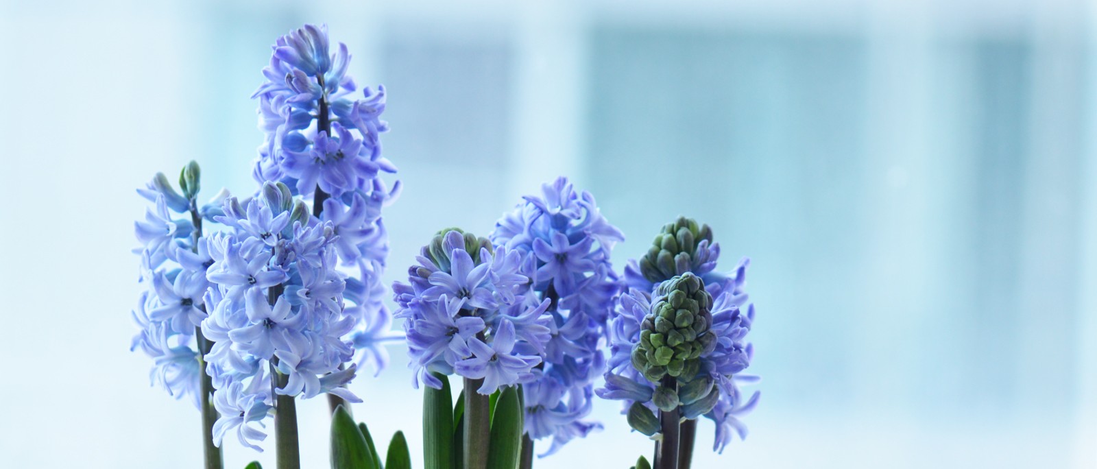 Hyacinth