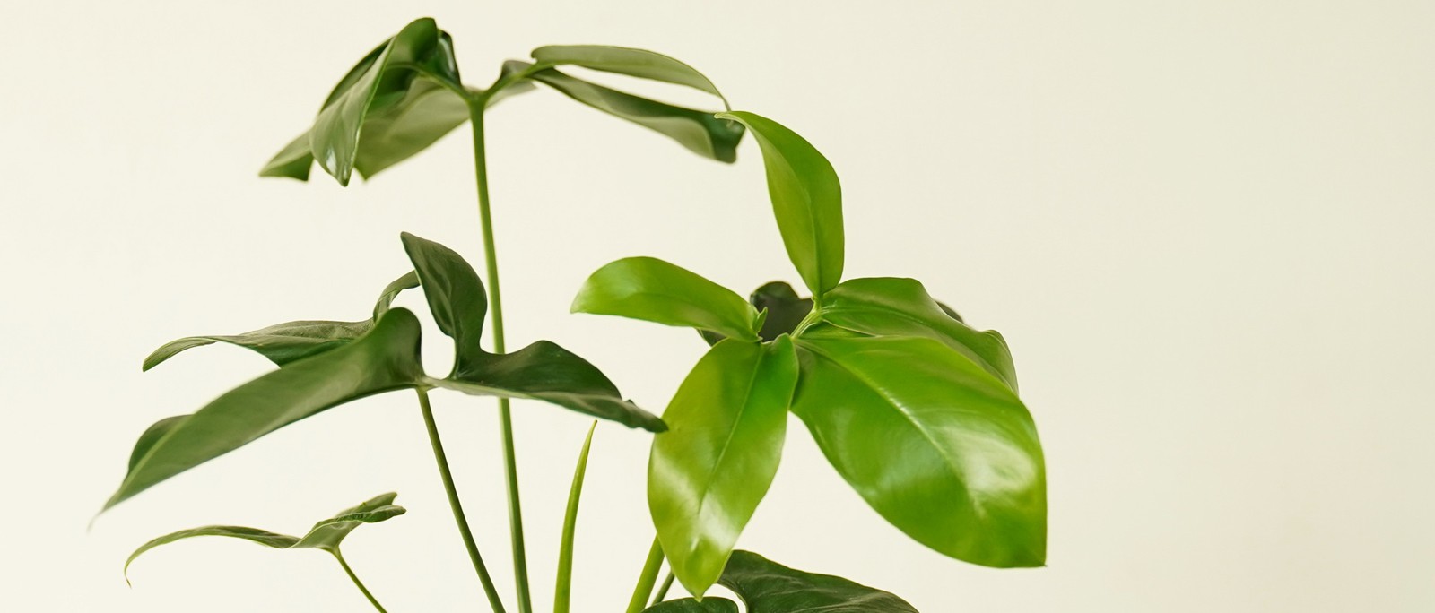 Philodendron Selloum