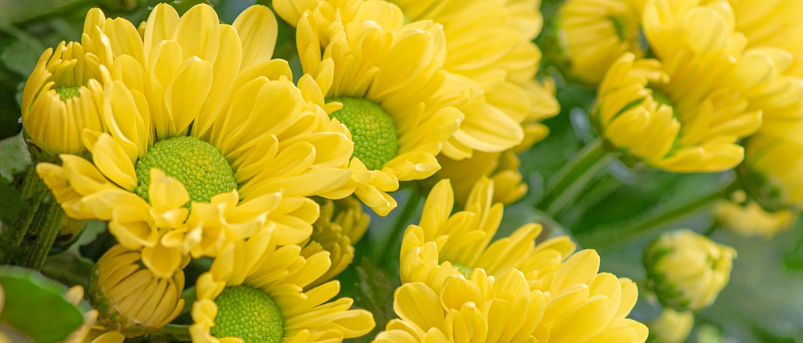 Chrysanthemum Big Pot