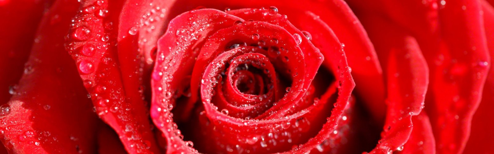 Rose and Valentine