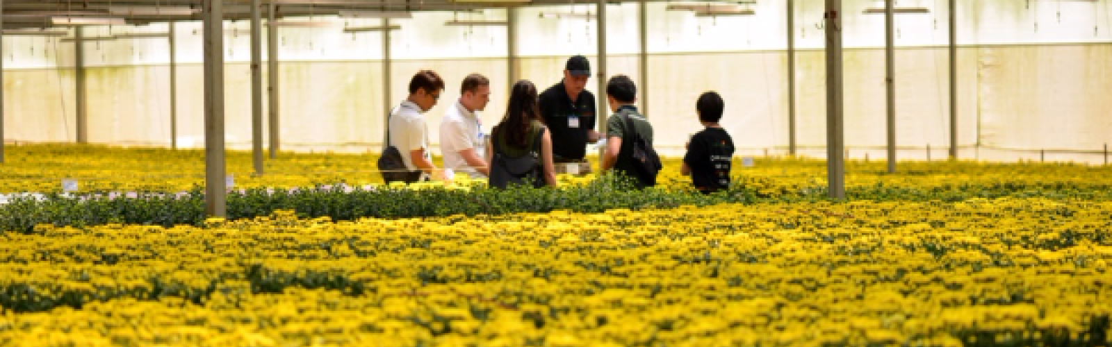 Press Release: Dalat Hasfarm Flower Trials 2016 - Inspiration and Innovation