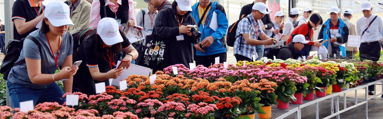 Dalat Hasfarm lần đầu tiên tổ chức Floral Inspirations (ngày hội giới thiệu giống hoa chậu mới tới khách hàng quốc tế)