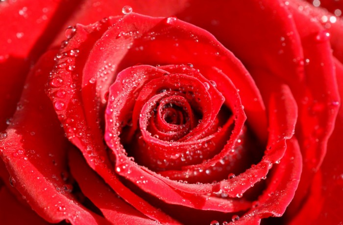 Rose and Valentine