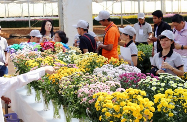 Dalat Hasfarm giới thiệu quy trình sản xuất hoa bền vững tại Flower Trials 2018