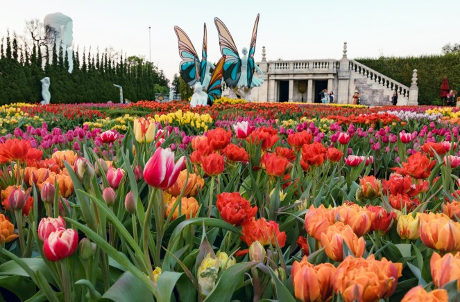 Dalat Hasfarm cung cấp hoa cho Lễ hội hoa Tulip lớn nhất Việt Nam