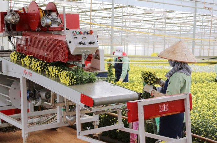 Điều gì đưa Dalat Hasfarm trở thành công ty hoa tươi số 1 Châu Á - Thái Bình Dương