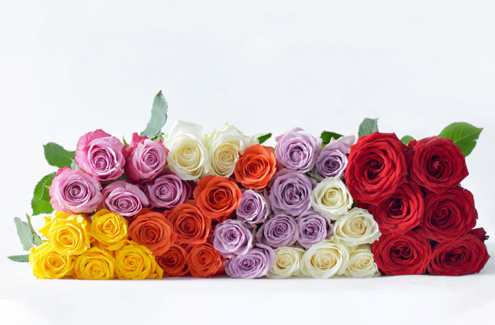 Dalat Hasfarm - Nhà sản xuất hoa cắt cành hàng đầu thế giới