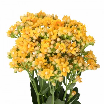 Sống Đời Cắt Cành
