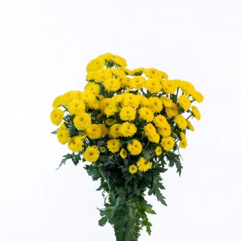 Florini