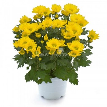 Chrysanthemum