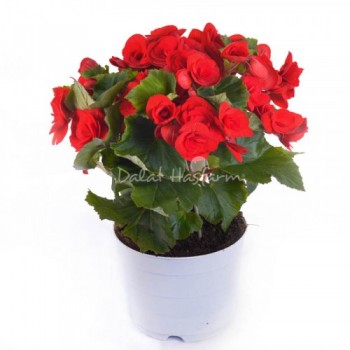 Begonia