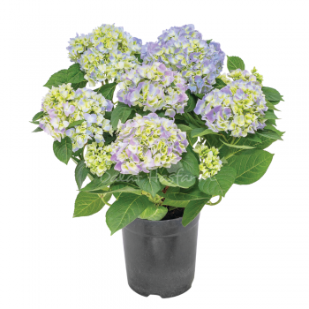 Hydrangea Royal