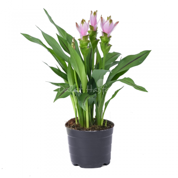 Curcuma