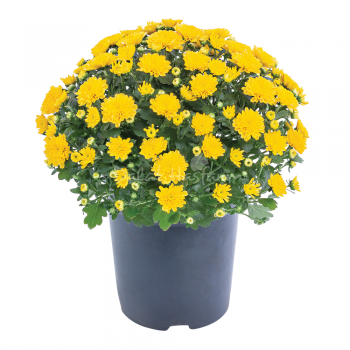Global Mum