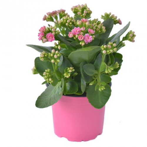 Mid Kalanchoe