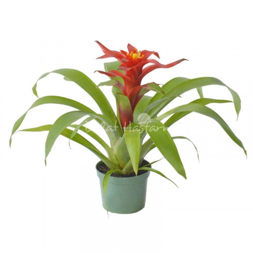 Guzmania Tempo