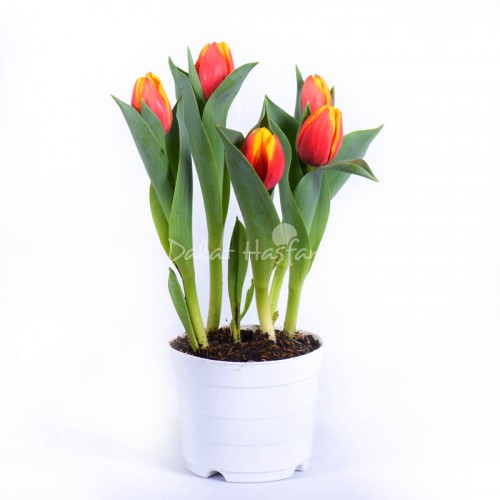 Tulip - Bicolor Red