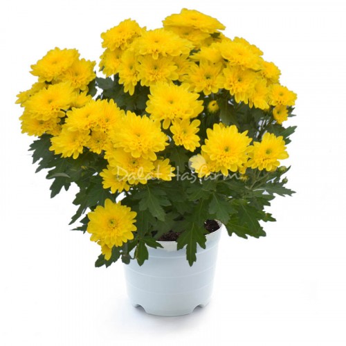 Chrysant Big - Yellow