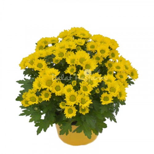 Chrysant Medium - Yellow