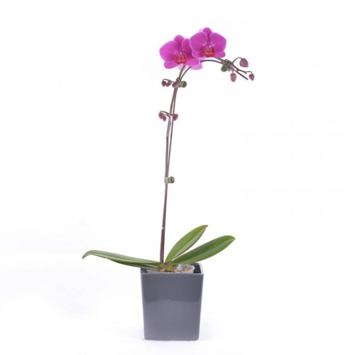 Phalaenopsis – Purple