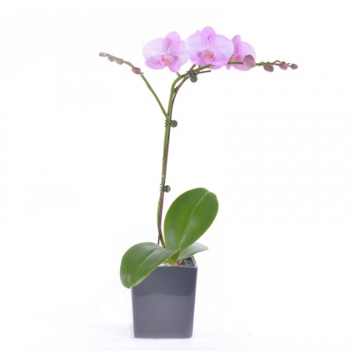 Phalaenopsis – Pink