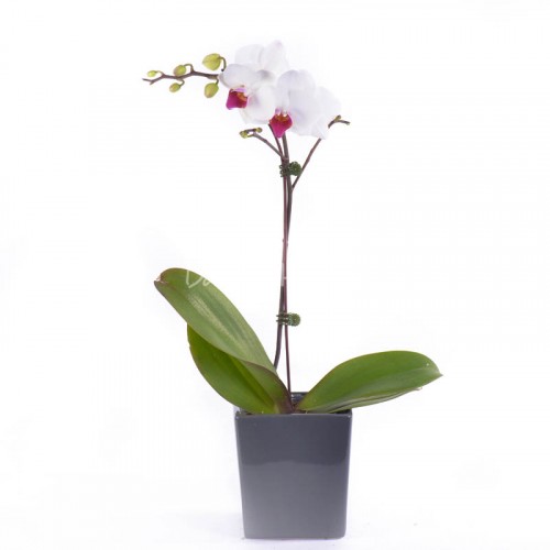 Phalaenopsis – White