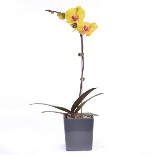 Phalaenopsis – Yellow