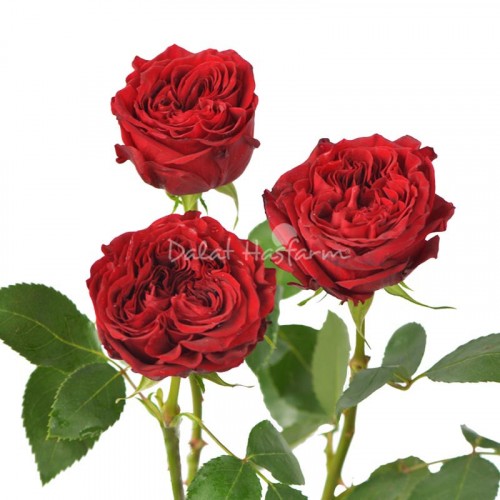 Mayra Rose Red