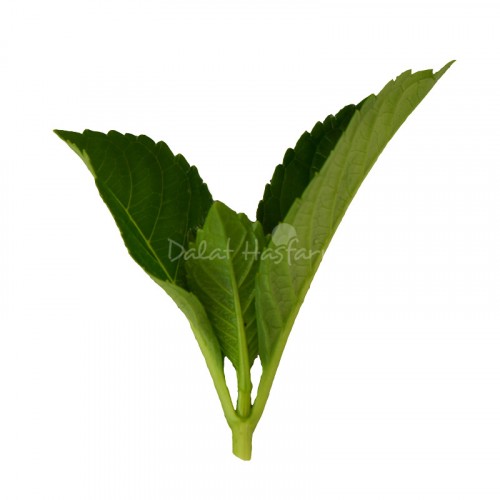 Cẩm Tú Cầu