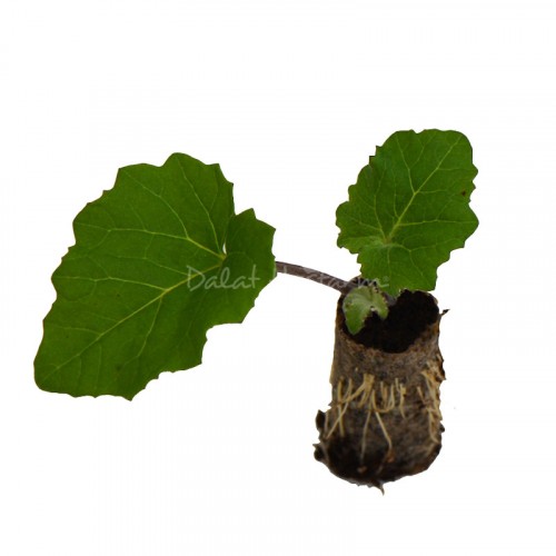 Senettia