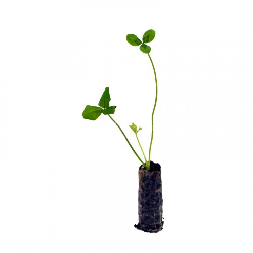 Trifolium