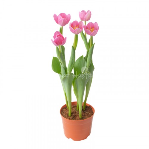 Tulip – Hồng