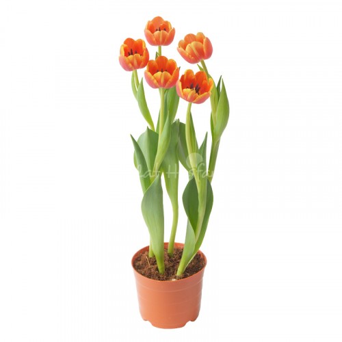 Tulip - Cam