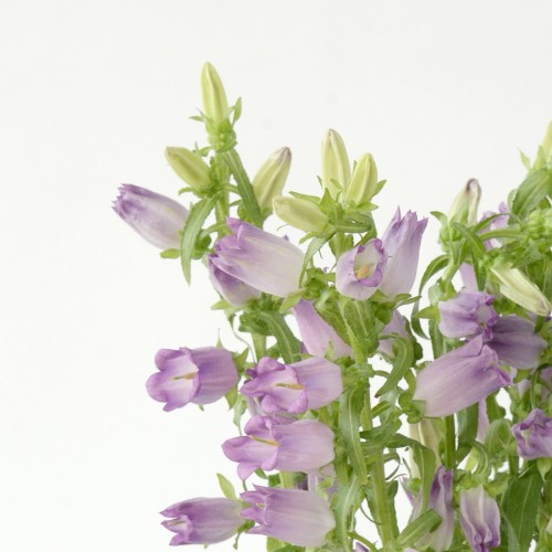 Hoa chuông tím Lilac