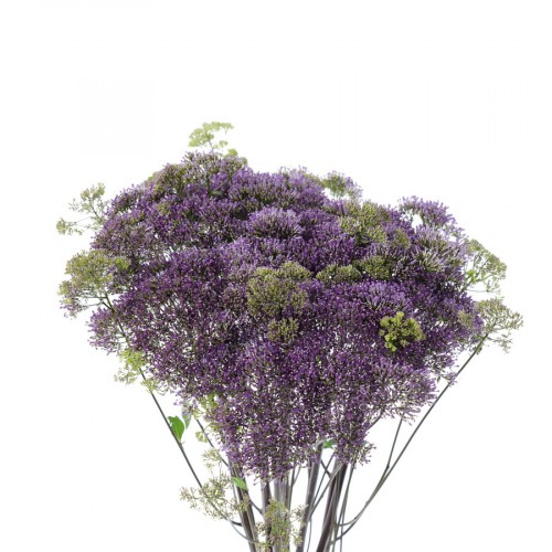 Trachelium Briba Purple