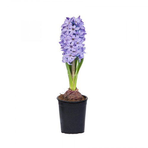 Hyacinth Dark Blue