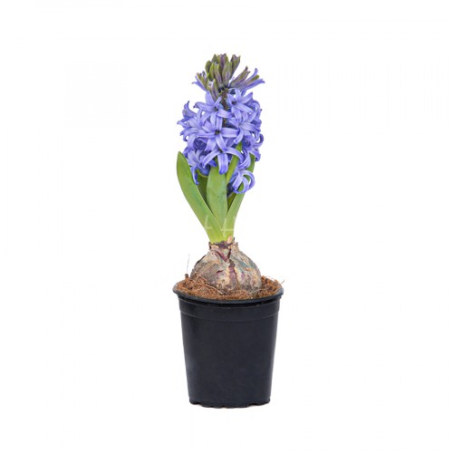 Hyacinth Light Blue