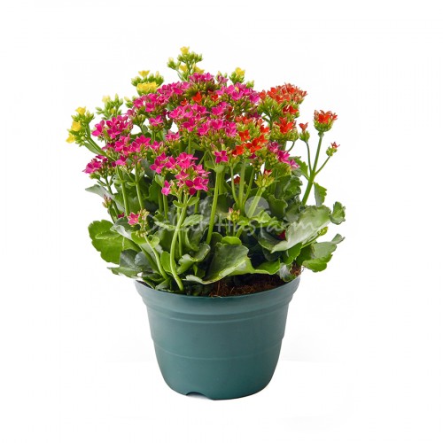 Big kalanchoe - Single petal