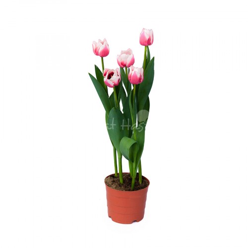 Tulip – Bicolor Hồng