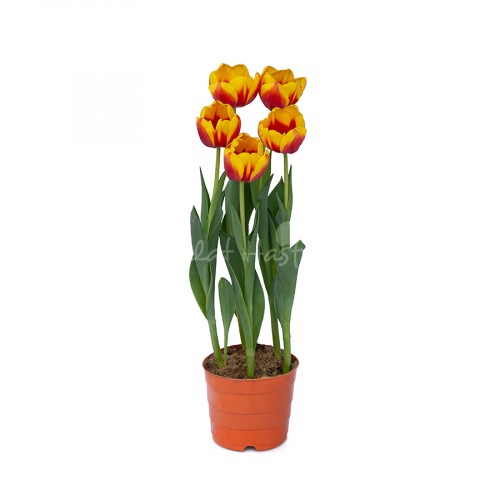 Tulip – Bicolor Red
