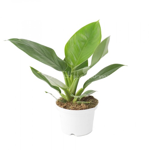 Philodendron Tailand Congo
