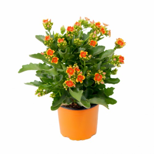 Kalanchoe - Single petal bicolor Orange