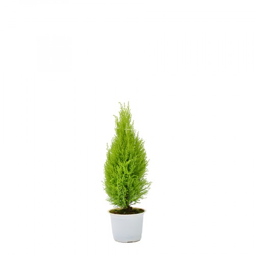 Cypress Small Size