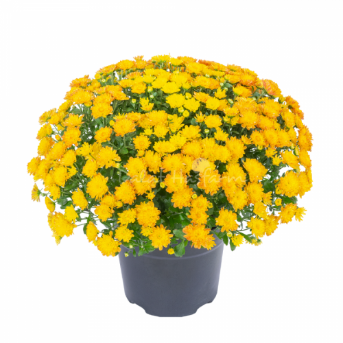 Global Mum Big - Dito Dark Orange