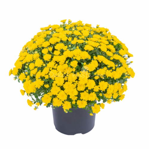 Global Mum Big - Dito Yellow
